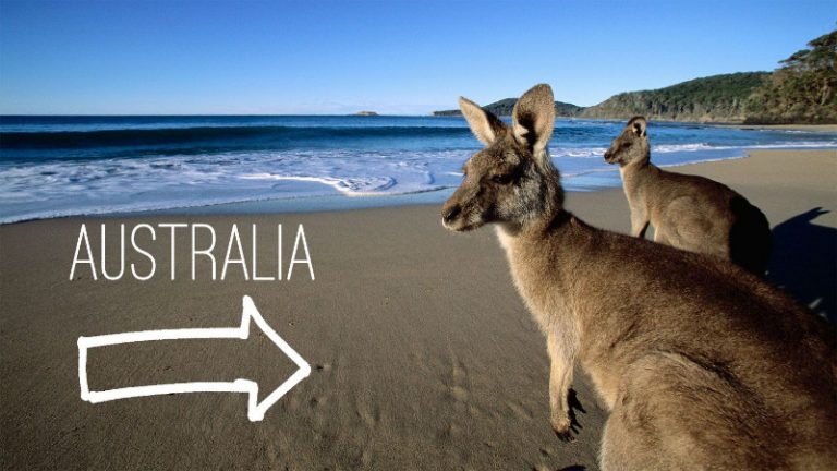 kangaroo